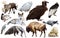 Set of fauna of North American animals.