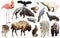 Set of fauna of North American animals.