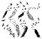 Set of feathers with birds. Collection of stylized feathers with a flock of birds. Black white vector illustration