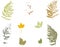 Set of fern and autumn leaves Gung style Vector illustration