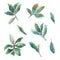Set of ficus leaves on white background, watercolor illustration
