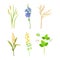 Set of field and meadow wild flowers and herbs. Sorghum, cornflower, strawberry, cereal decorative herbal plants cartoon