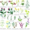 Set of field medicinal herbs. Watercolor vector illustration.