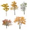 Set of five autumn trees isolated on white