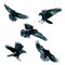Set five birds flying ravens isolated on white background Corvus corax