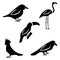 A set of five birds. Silhouettes of a sparrow, toucan, parrot, c