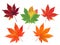 Set of five colorful autumn maple leaves