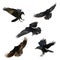 Set five flying birds - Birds flying ravens isolated on white background Corvus corax. Halloween
