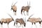 Set of five gemsbok in different posing isolated on white backgr