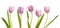 Set of five pink tulips