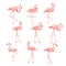 Set of flamingo birds elements. Collection of flamingos on a white background.