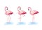 Set flamingos tropical wild animal