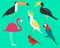 Set of flat birds, isolated on background. different tropical and domestic birds, cartoon style simple birds for logos.