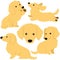 Set of flat colored cream miniature dachshund illustrations