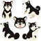 Set of flat colored cute black Shiba Inu illustrations