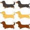 Set of flat colored Miniature Dachshund illustrations smooth haired and long haird