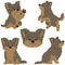 Set of flat colored simple and adorable Yorkshire Terrier illustrations