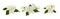 Set of floral arrangement with Jasmine (Philadelphus) flowers isolated