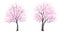 Set of floral,botanical garden elevation view for park,Sakura blooming