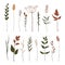 Set of floral elements. Botanical collection. Set of field flowers, herbs. Flowers, leaves, branches and other natural