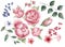 Set of floral elements. Flowers pink peonies, green, burgundy, blue leaves