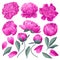 Set of floral elements with pink peonies flowers and leaves.