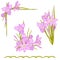 Set of floral vector bouquet of garden flowers, botanical natural flowers zephyranthes.