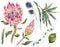 Set of floral vintage watercolor protea