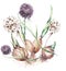 Set of flower bulbs with sprouts. Onions, garlic.Watercolor drawing. Crocus, tulip, iris, nascissus, hyacinth. Hand drawn  gardeni