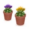 Set of Flowering Cactuses isolated on white background. Realistic Cactus in colorful ceramic pot. Vector EPS 10 illustration