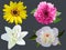 Set Flowers on black background. Sunflower, dahlia, white lily and peony