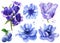 Set of flowers, blue, bluebells, anemone, tulip, blueberry, cornflower, botanical watercolor, flora design