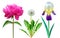 Set of flowers dandelion peony and iris