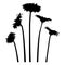 Set of flowers - gerber daisy - on stem  - black silhouette
