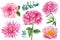 Set flowers isolated on white background. lotus, rose, hydrangea, dahlia and eucalyptus. Watercolor illustration