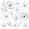 Set of flowers and leaves. Collection of vector sketches and line art illustrations