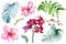 Set of flowers and leaves of palm trees, fern, orchid, hibiscus, isolated white background, watercolor illustration