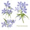 Set of flowers phlox divaricata with leafs in realistic hand-drawn style.