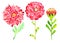 Set flowers of red chrysanthemum