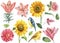 Set of flowers rose, dahlia, sunflowers, lily and birds titmouse, canary, white background, watercolor illustration