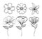 Set flowers rustic and monochrome decoration,