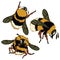 A set of fluffy realistic bees on a white background. Three bees in different poses. Cute buzzing insects. Vector