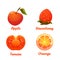 Set of food apple, strawberry, orange and tomato