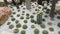 Set Footages of Cactus garden with many species of Cactus.