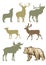 Set of forest animals