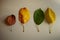 Set of four autumn leaves of different colors on a white table. Top view