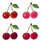 Set of four bunches of cherries.