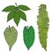 set of four green tropical leaves