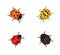 Set of four ladybugs of different colors and shapes
