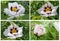 Set of four photos flower tree peony